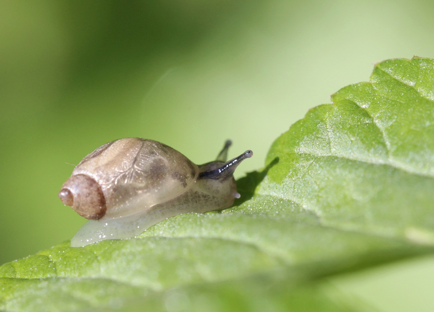 Schnecke