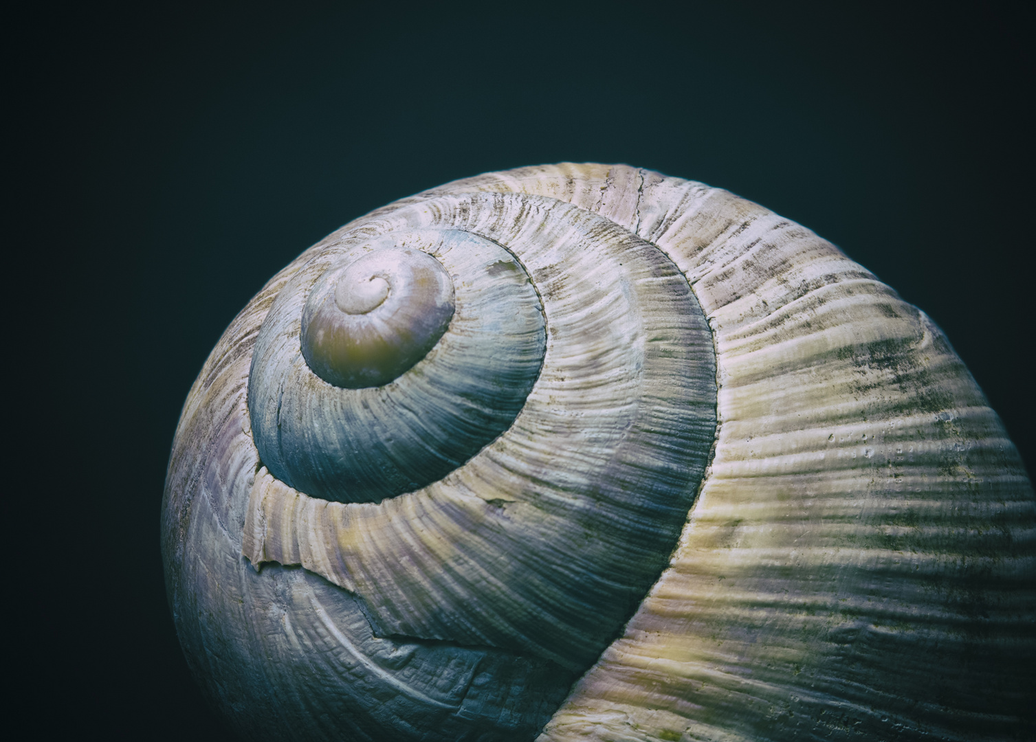 Schnecke