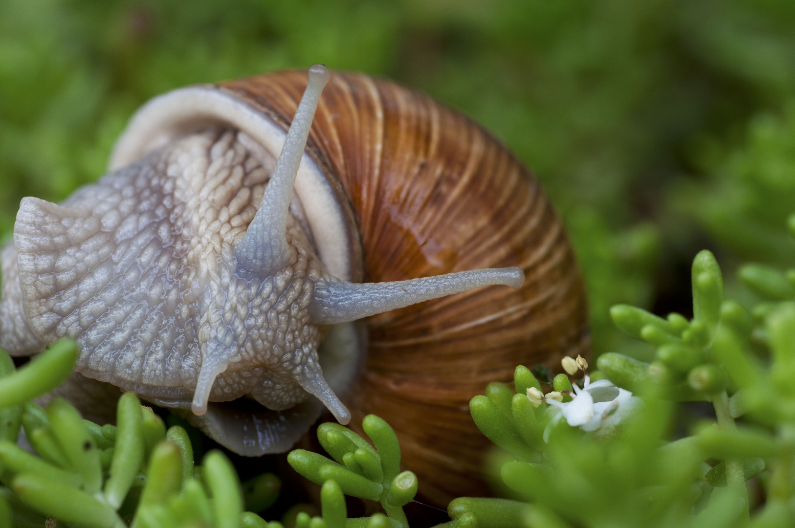 Schnecke