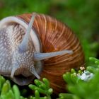 Schnecke