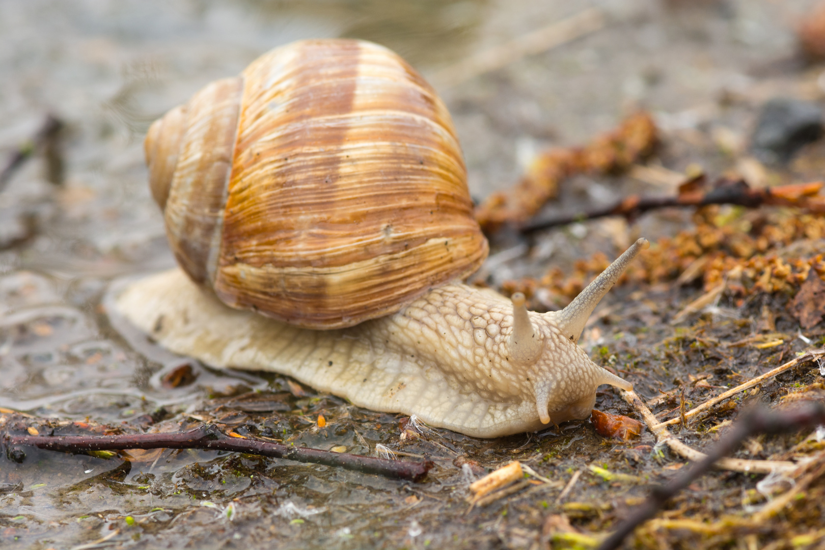 Schnecke Foto &amp; Bild | tiere, wildlife, schnecken &amp; muscheln Bilder auf ...