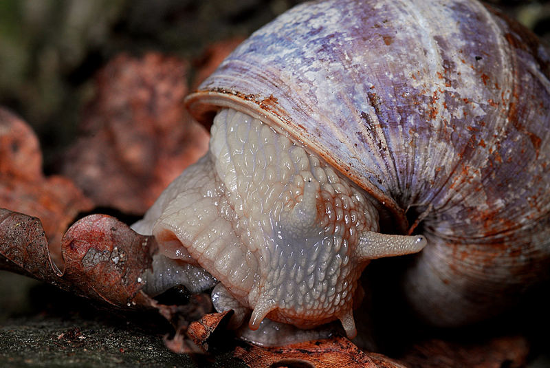 Schnecke