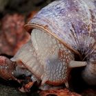 Schnecke