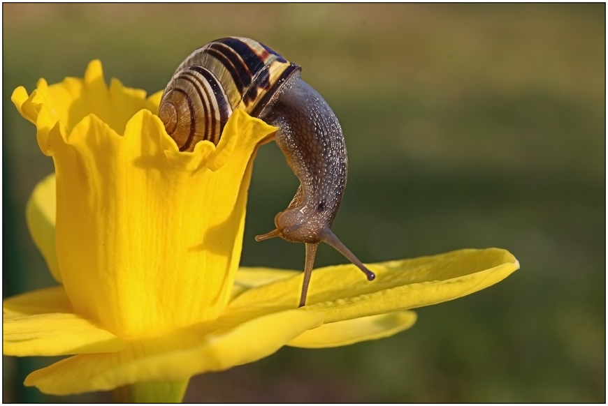 Schnecke...