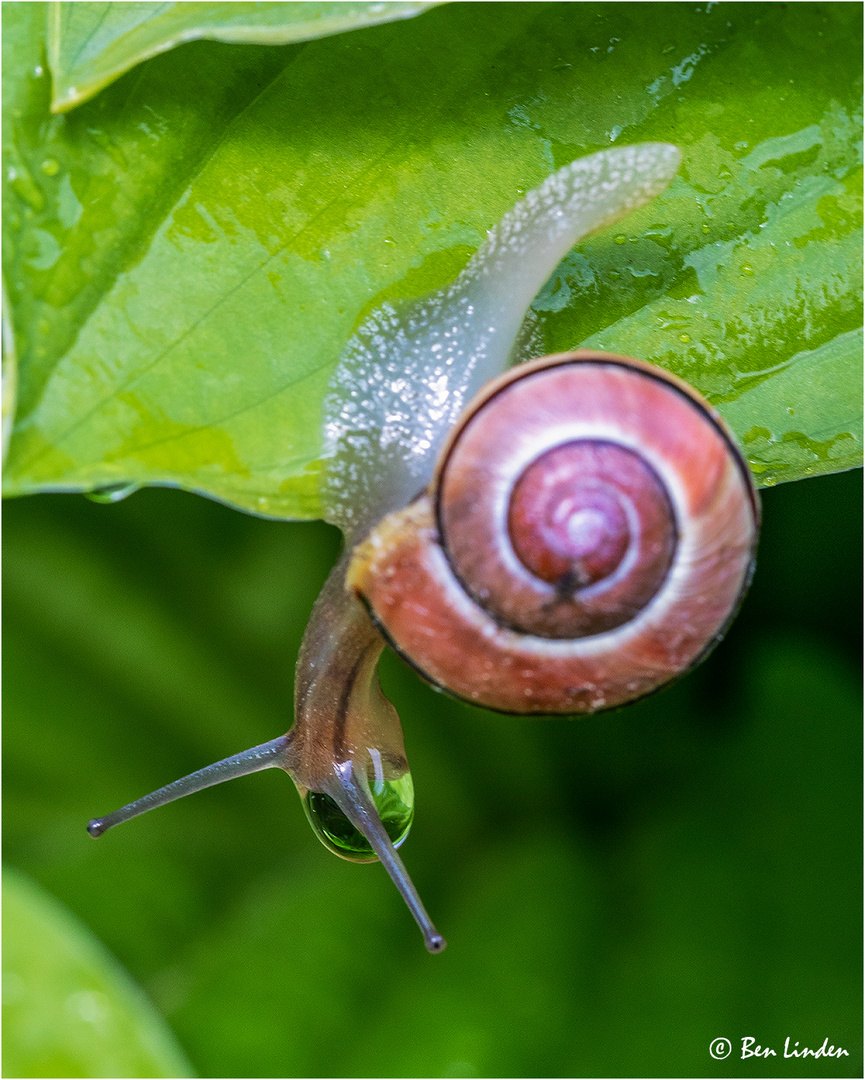 Schnecke 