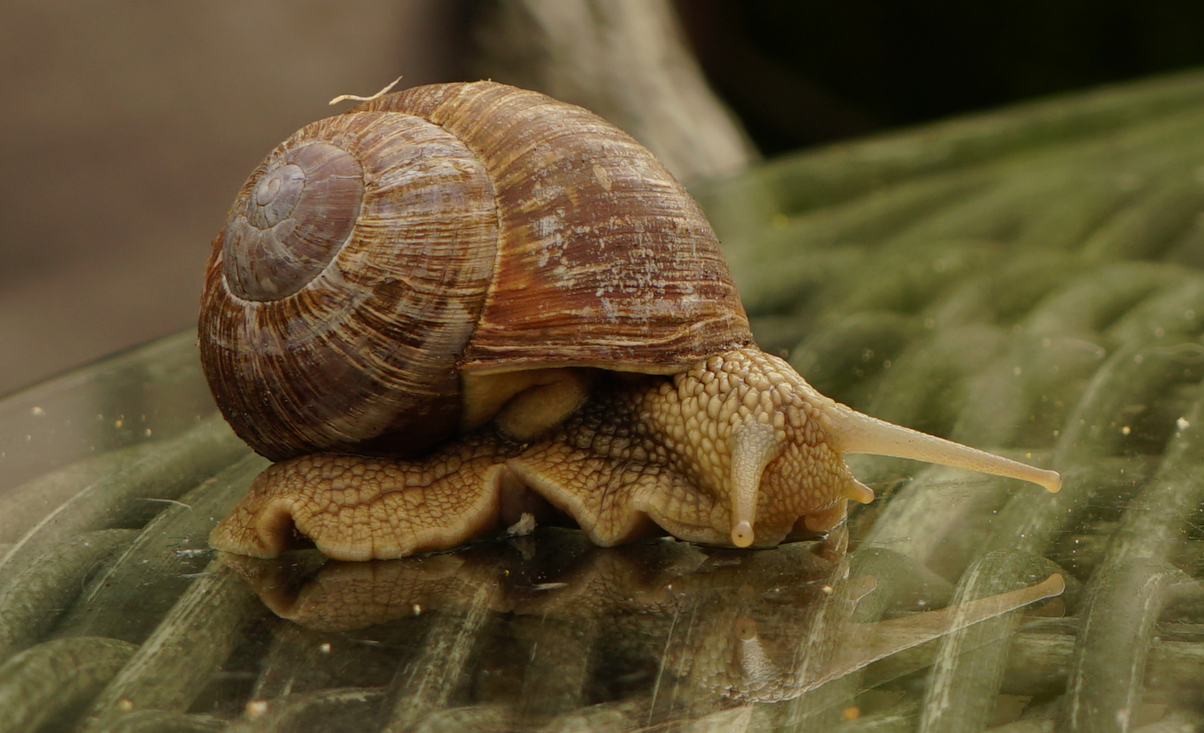 Schnecke