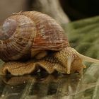 Schnecke