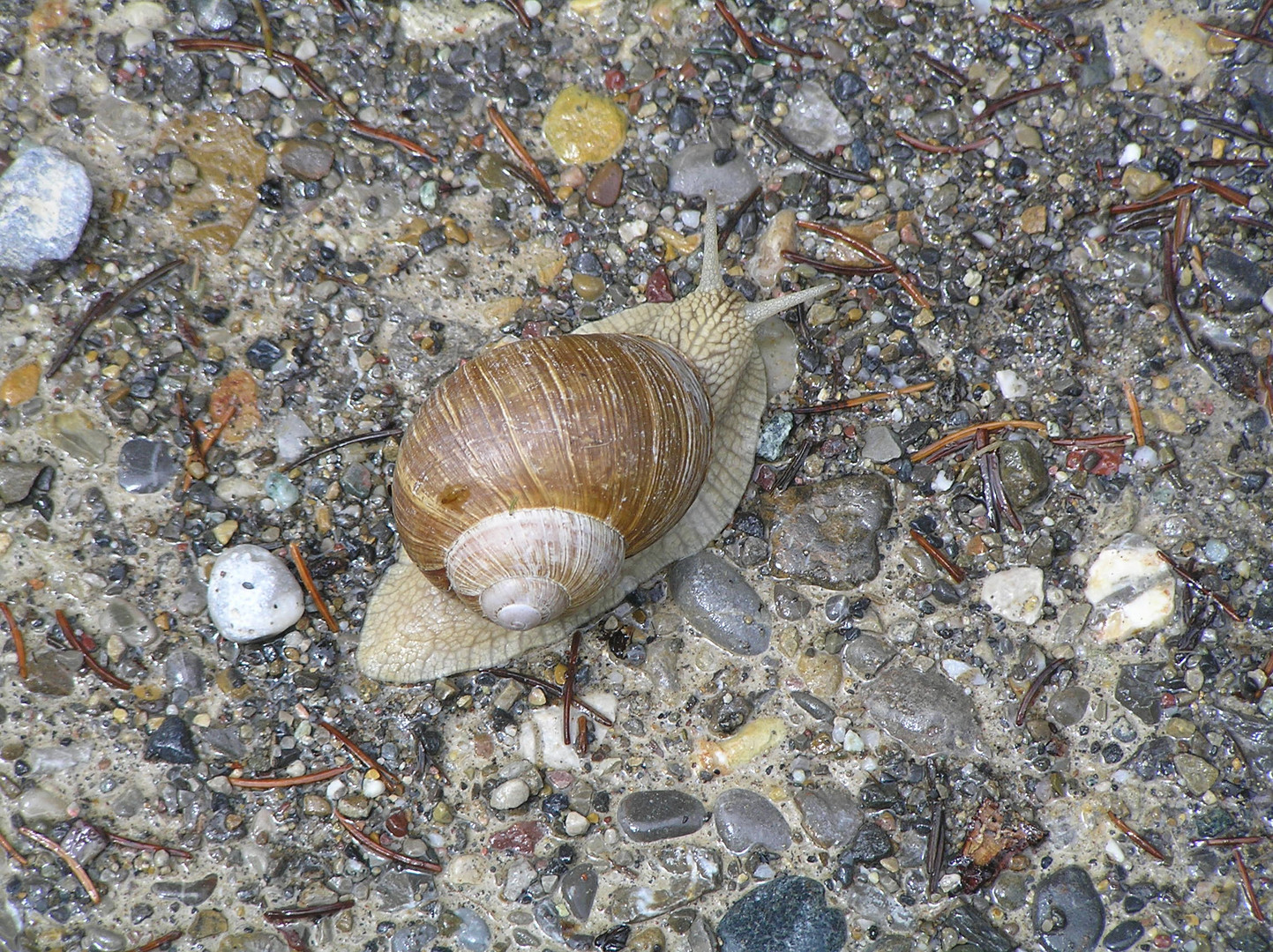 Schnecke