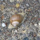 Schnecke