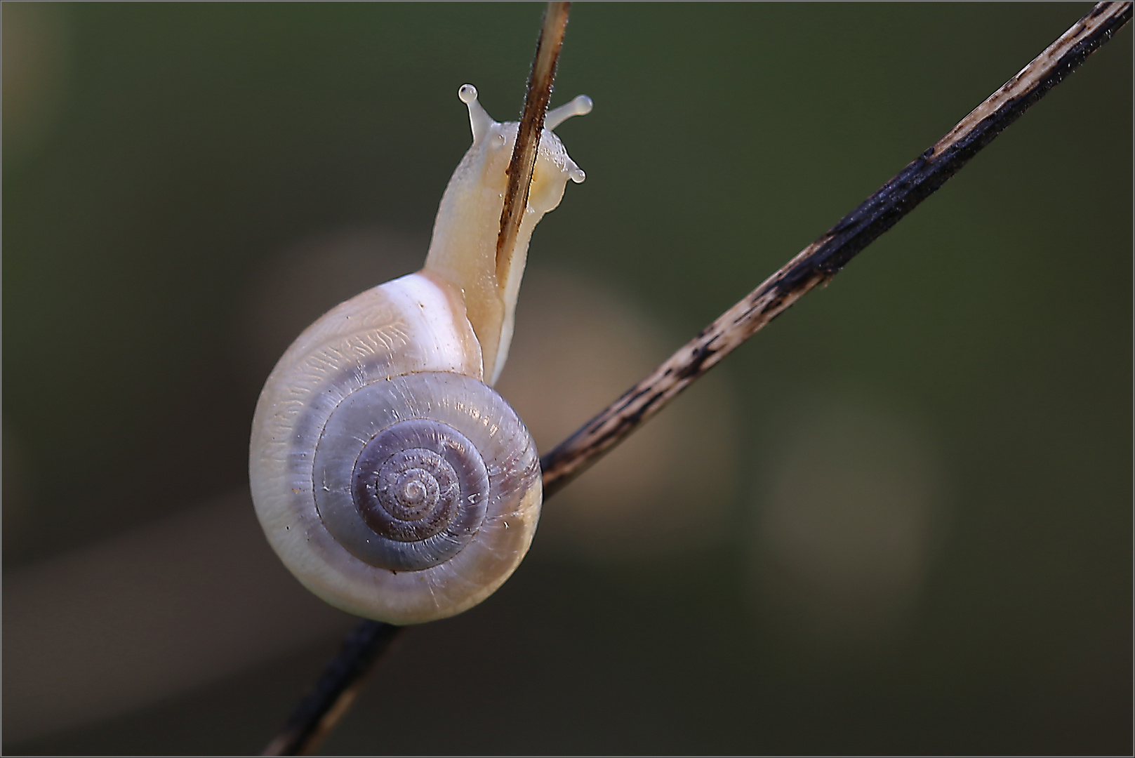 Schnecke