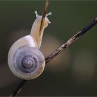 Schnecke