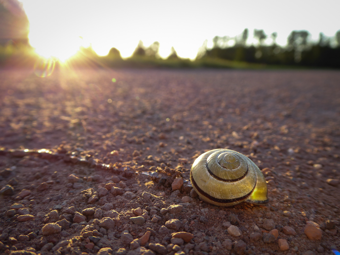 Schnecke