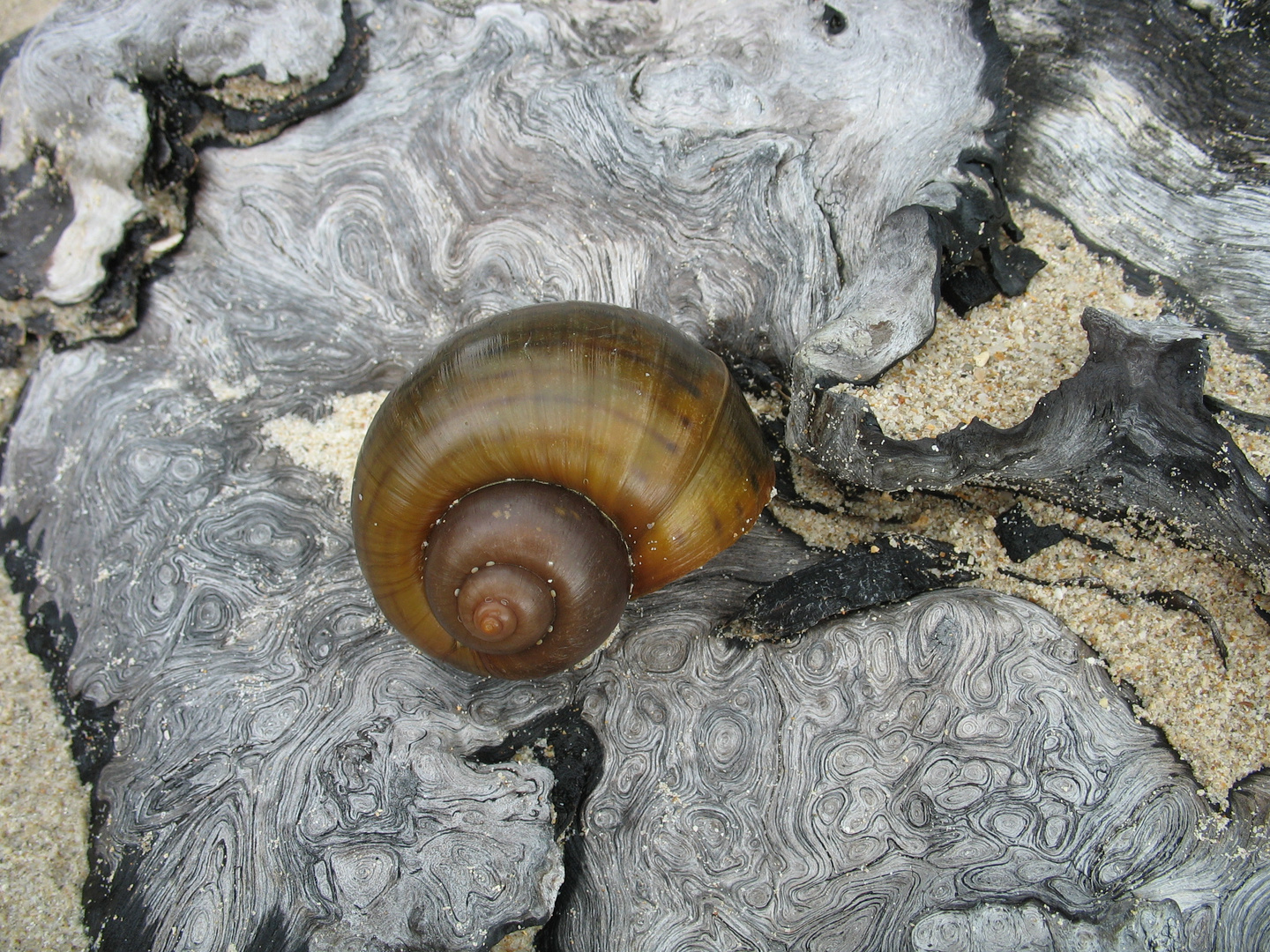 schnecke