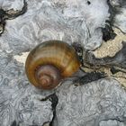 schnecke