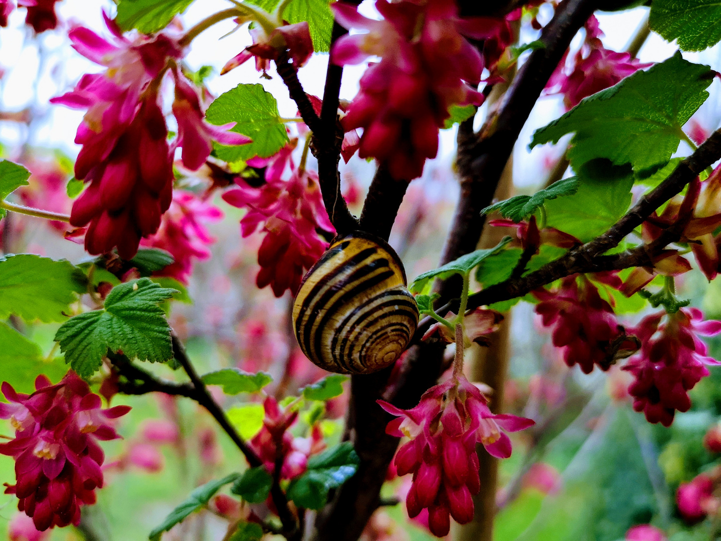 Schnecke