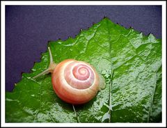 Schnecke 3