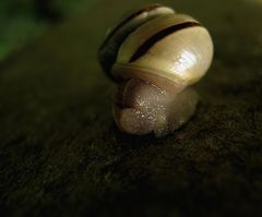 Schnecke 3