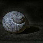 Schnecke 3