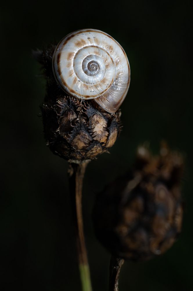 Schnecke 3