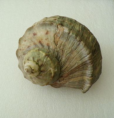 Schnecke 3