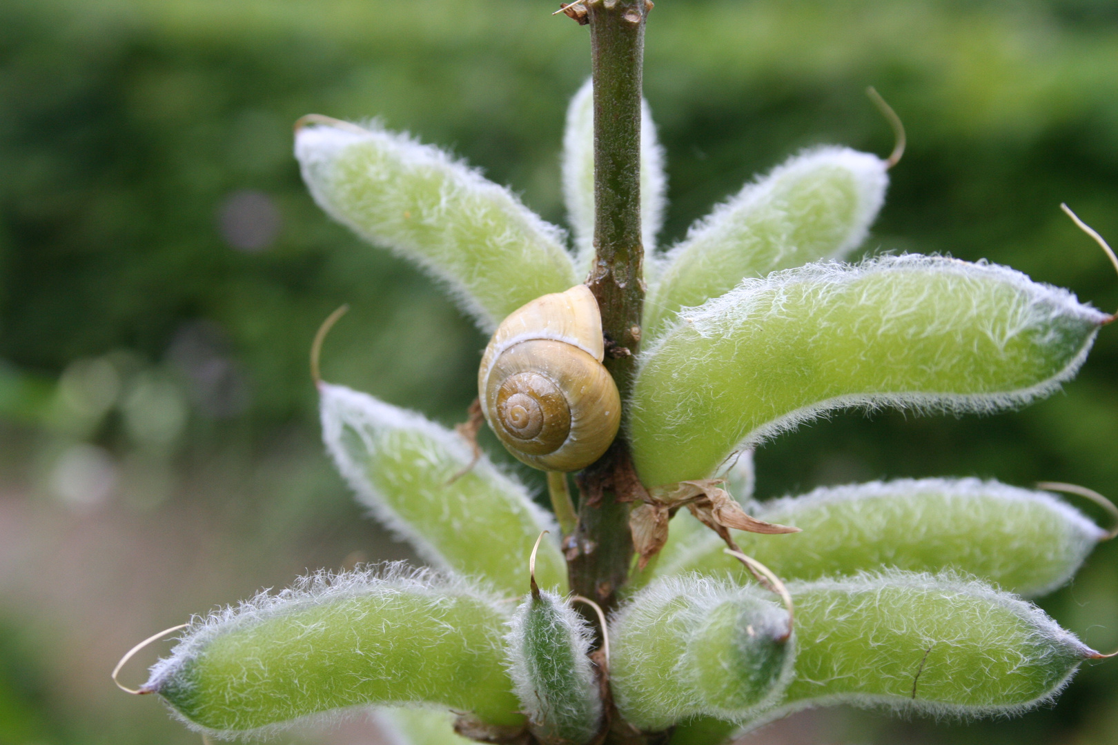 Schnecke