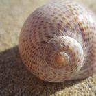 (sChnecke)