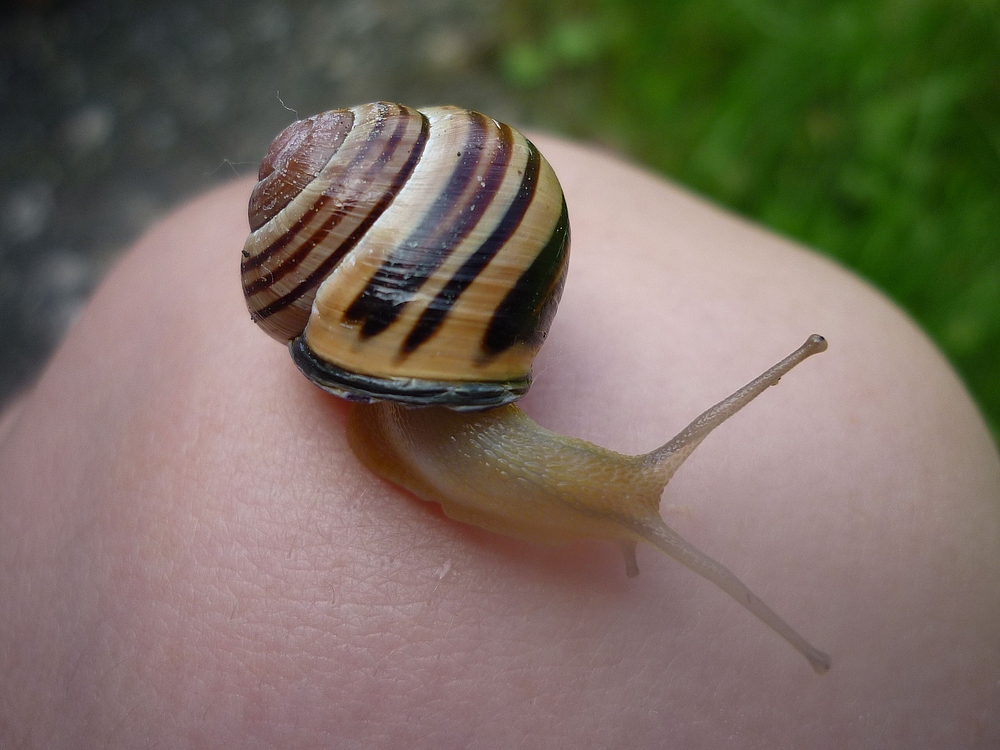 Schnecke