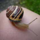 Schnecke