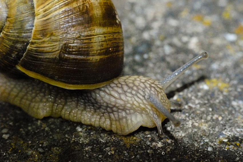 Schnecke.