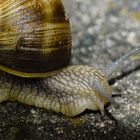 Schnecke.