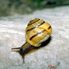 Schnecke