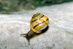 Schnecke