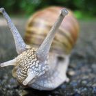 Schnecke