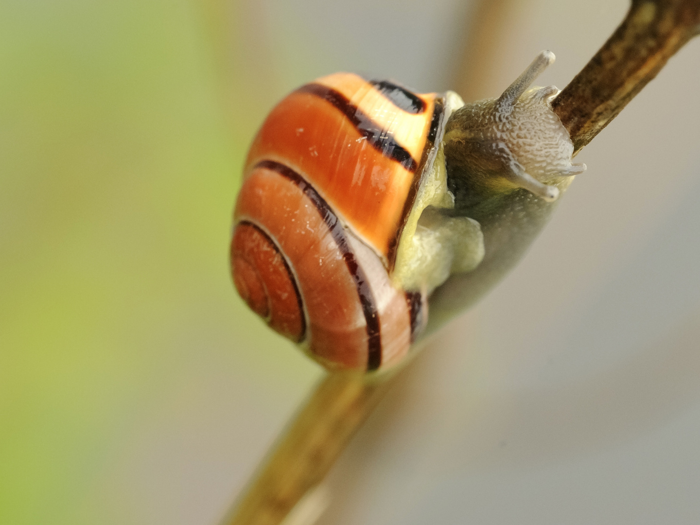 Schnecke