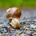 Schnecke