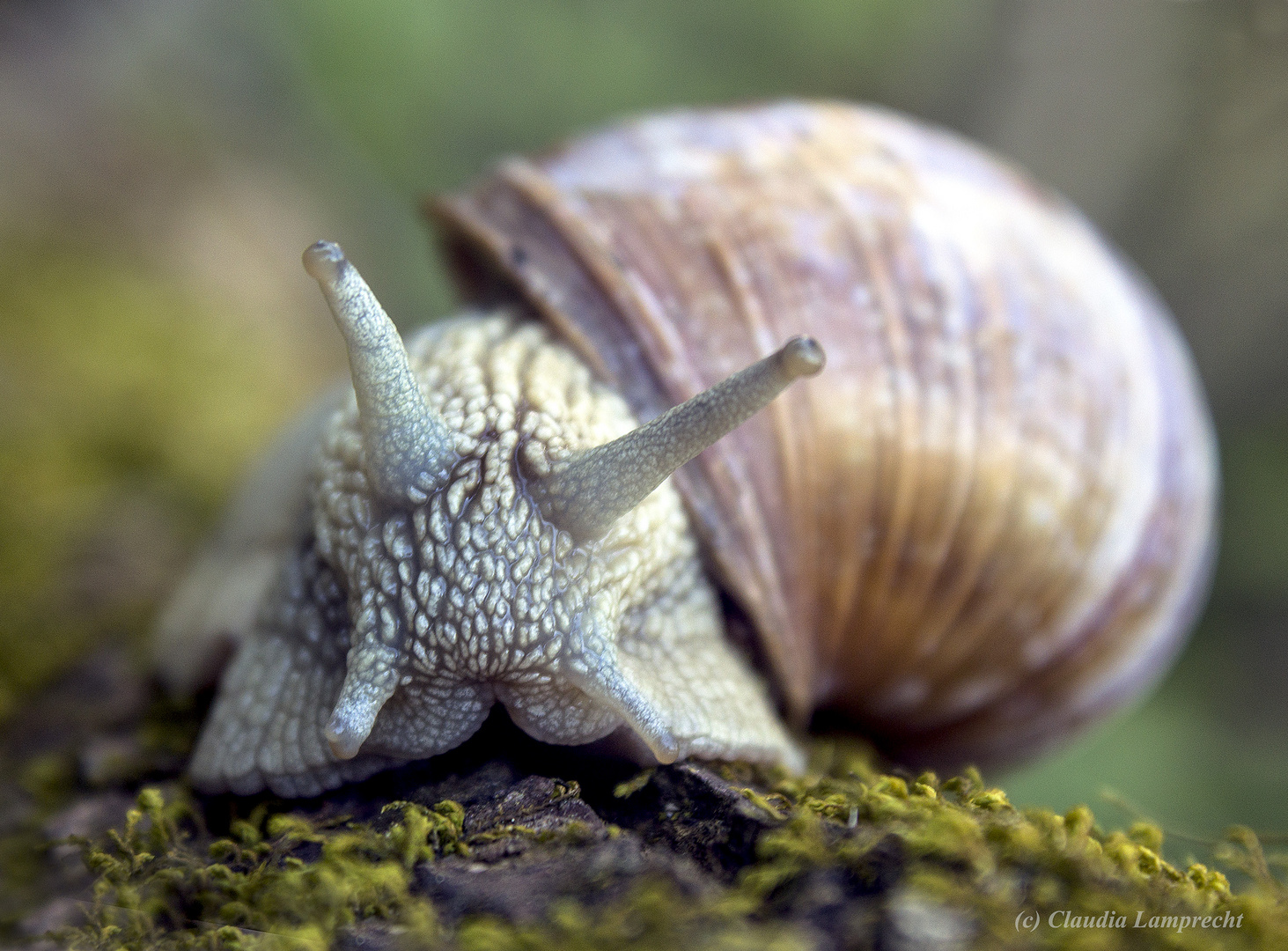 "Schnecke"