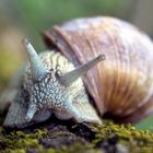 "Schnecke"