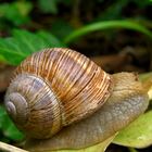 Schnecke