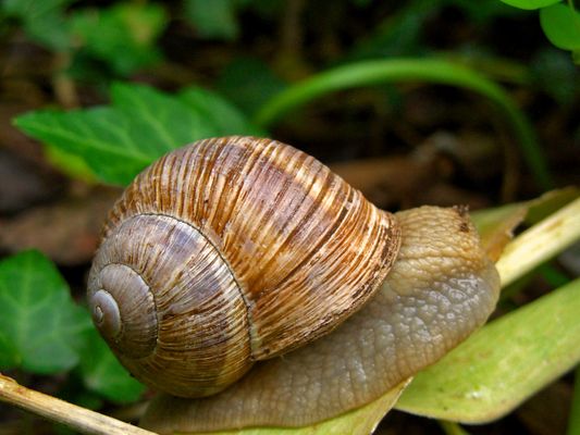 Schnecke