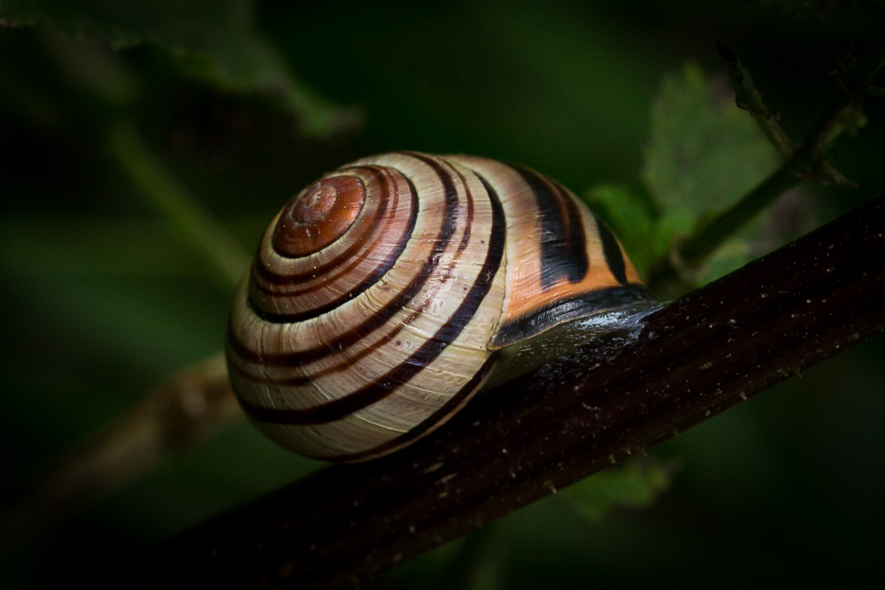 Schnecke