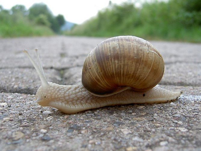 Schnecke