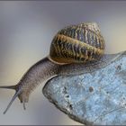 Schnecke 