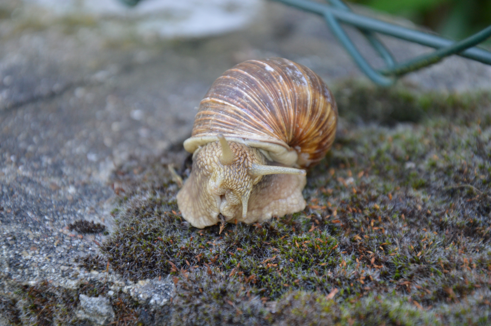 Schnecke