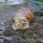 Schnecke