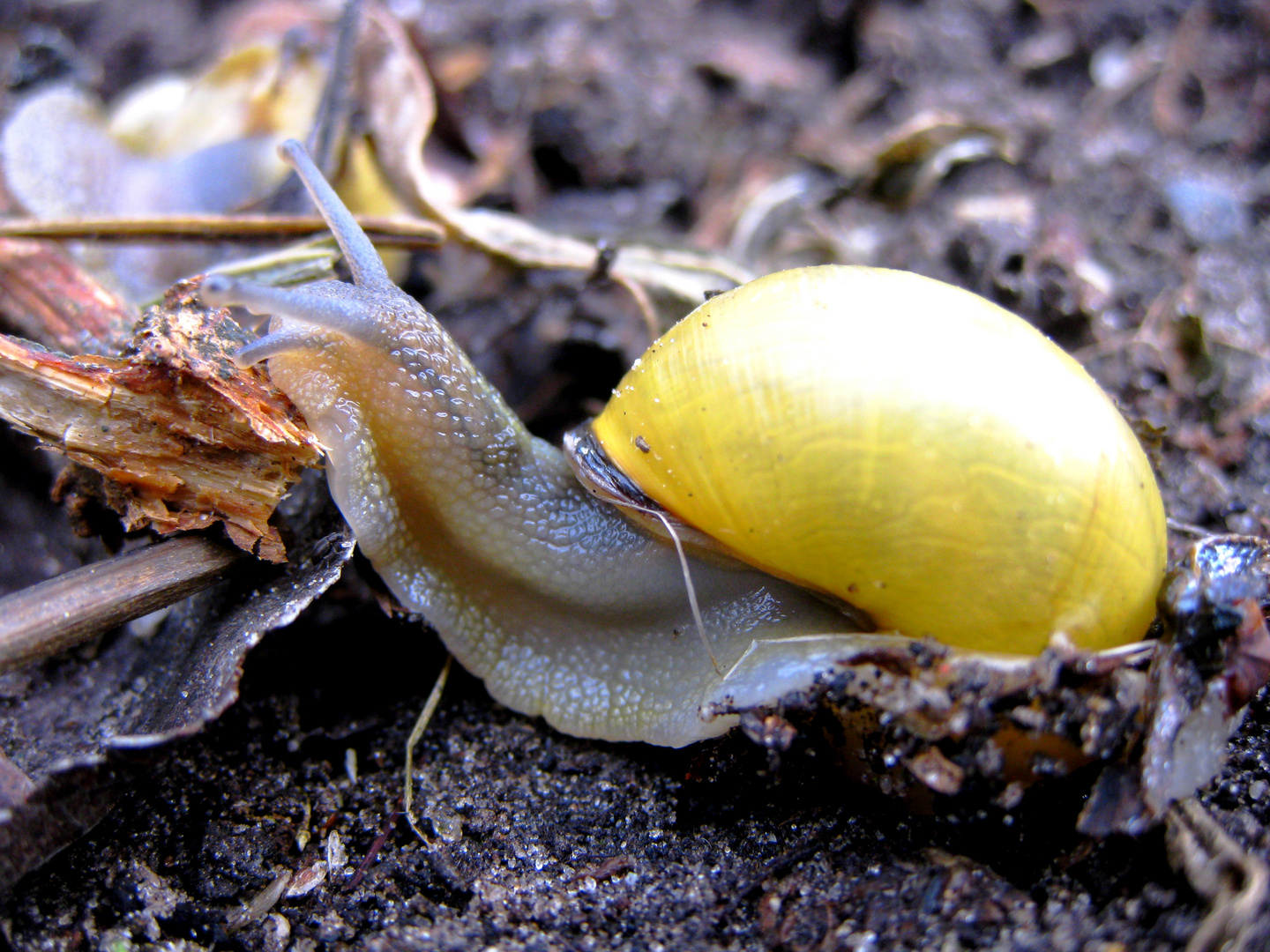 Schnecke....