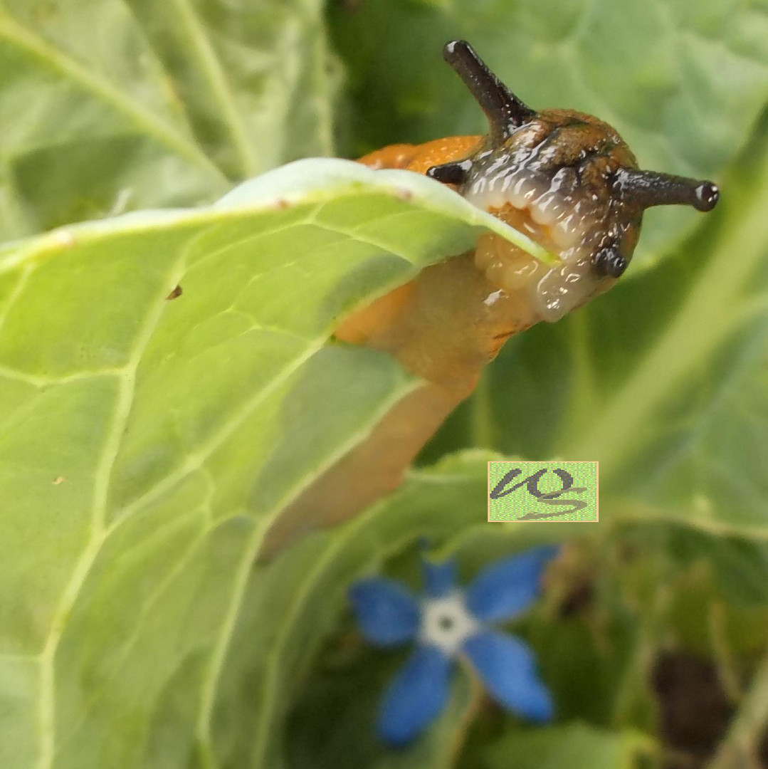 Schnecke