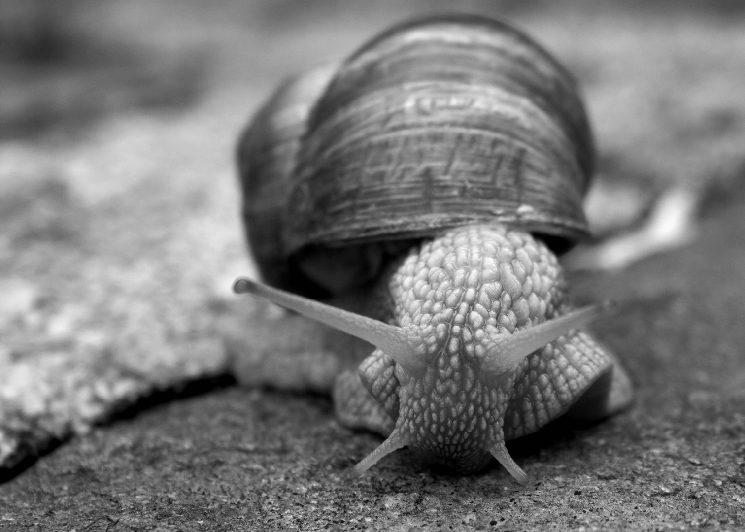 .schnecke