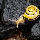 Schnecke