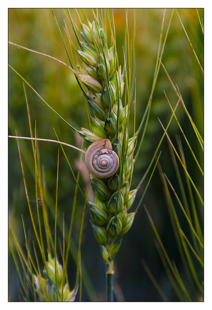 Schnecke....