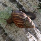 Schnecke